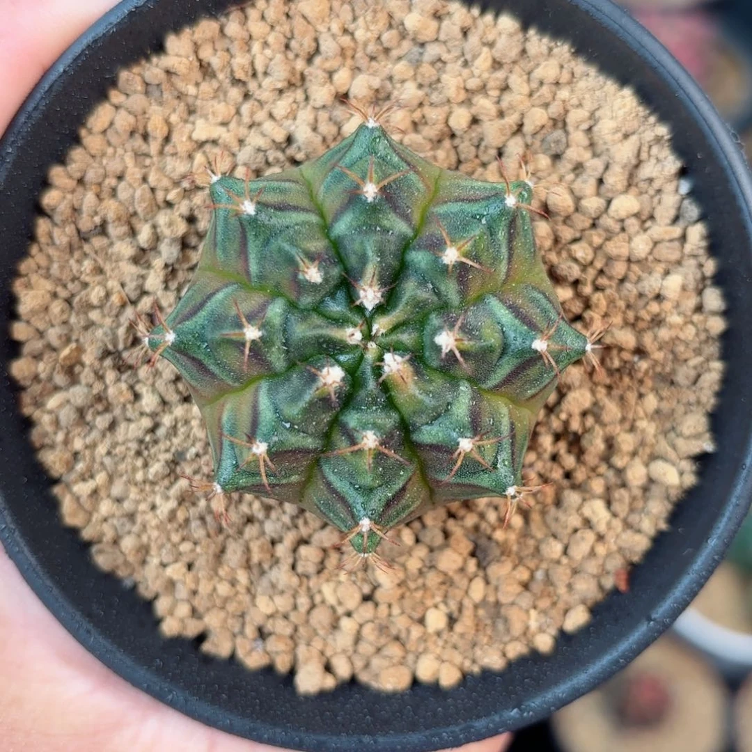 泰系米哈sos后代实生180