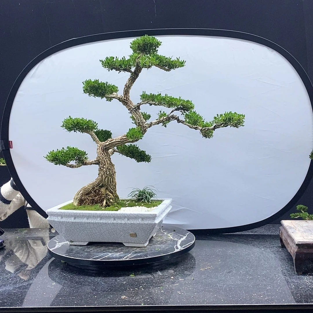 无花朵黄杨盆景艺术