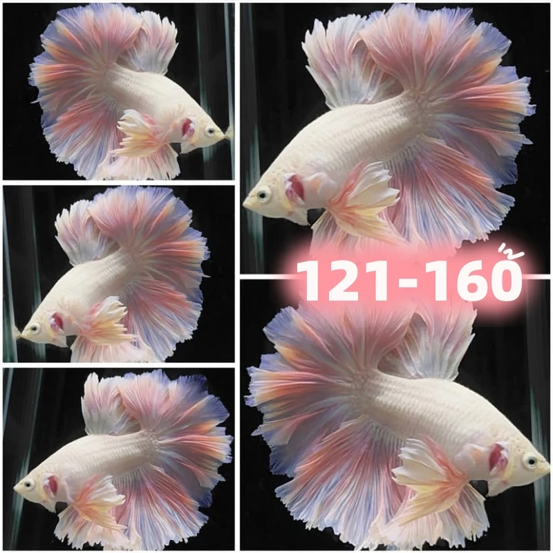 【121-160】直播精选泰国斗鱼网红婚纱半月斗鱼宠物热带观赏鱼好养