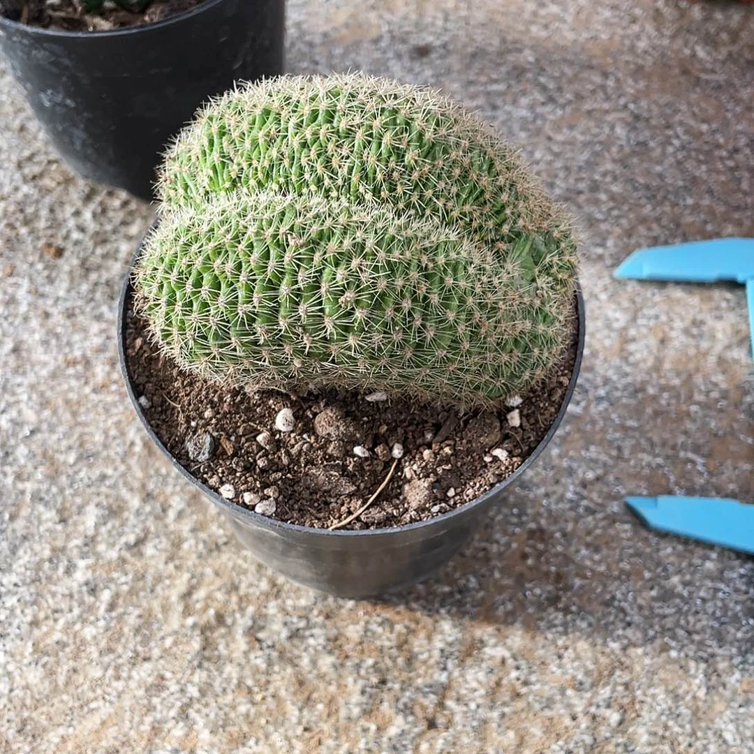 冯*冯缀花球一颗