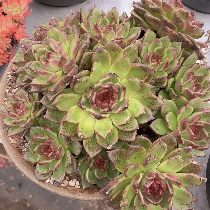弗瑞希2112多肉植物