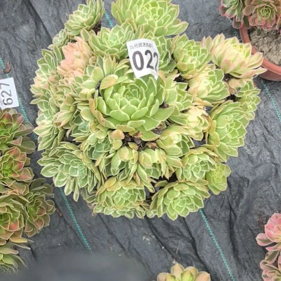 022海仙法师花花3-26