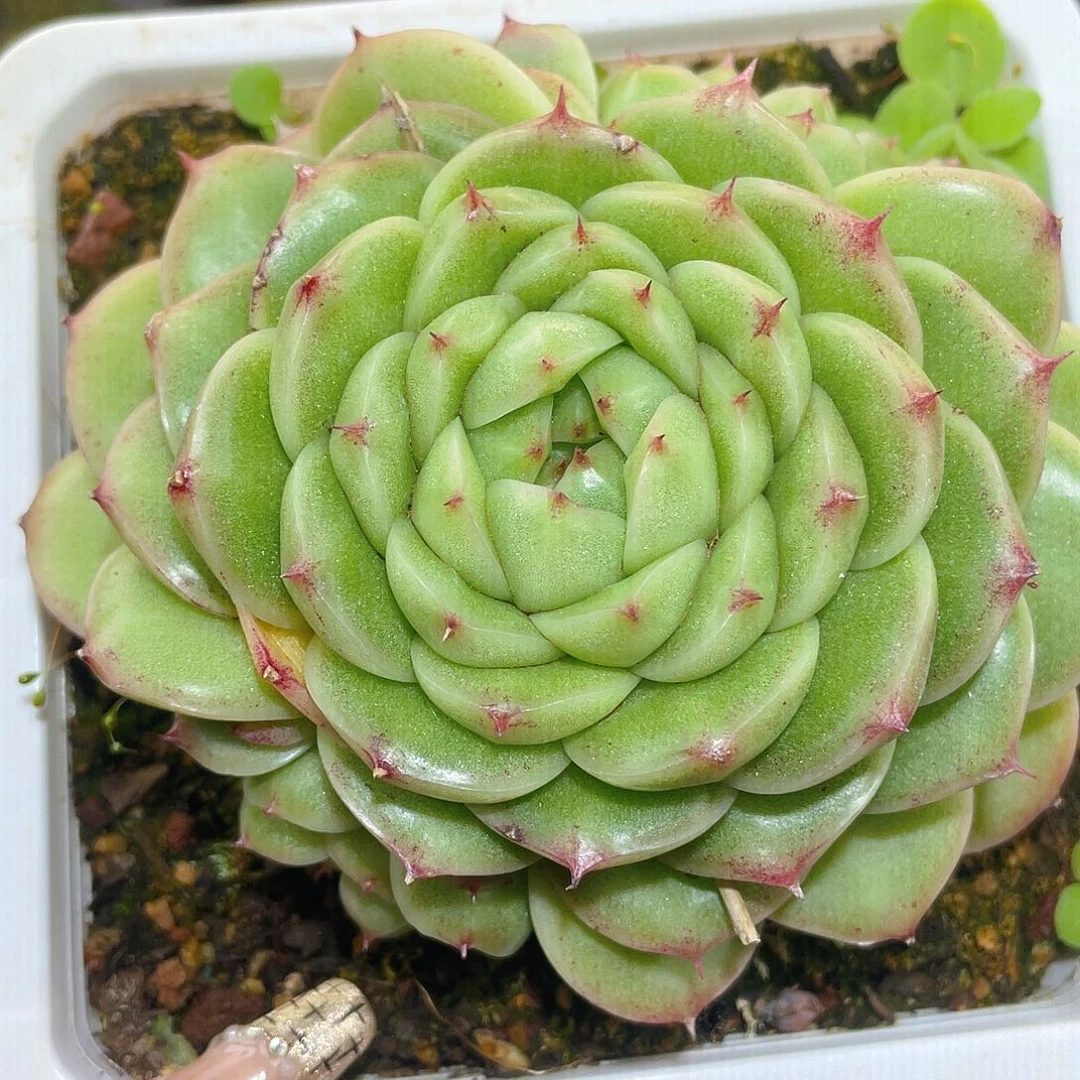 522翡冷翠母本哈哈哈