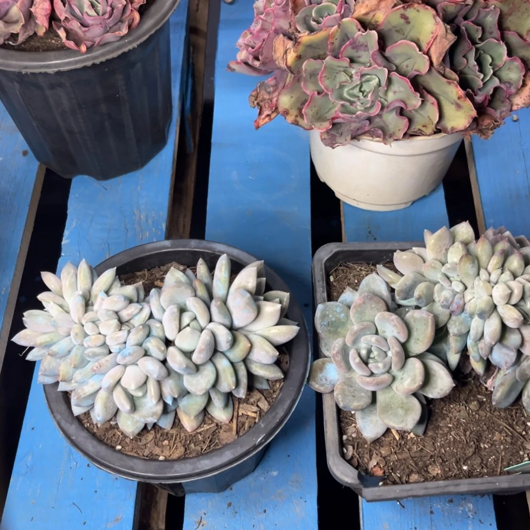 小雨多肉胖美人缀化