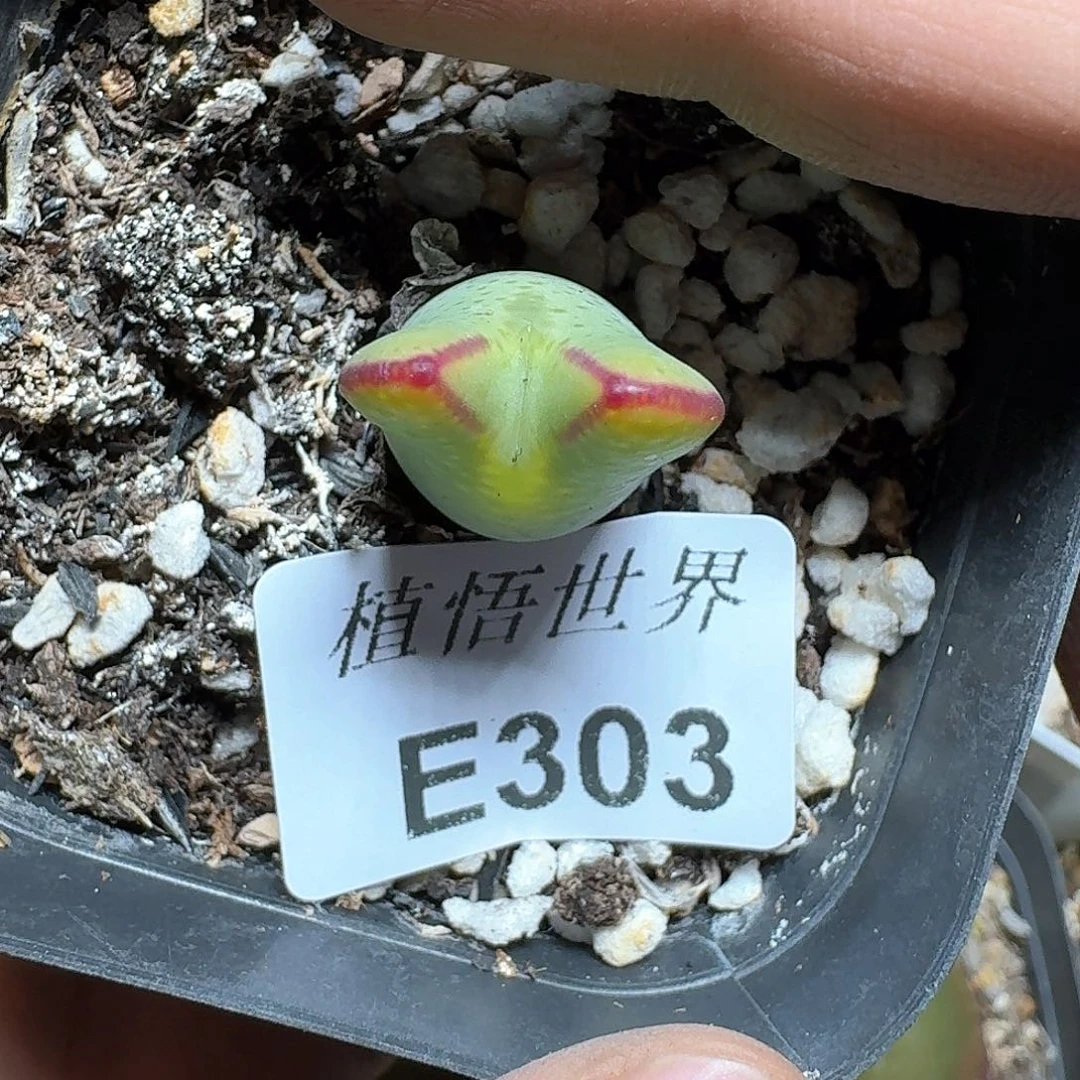 303盒多肉植物哇c c