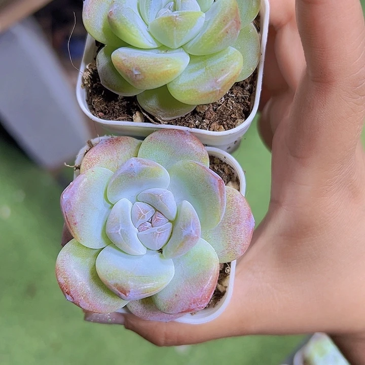 紫心冰玉2盆19包邮