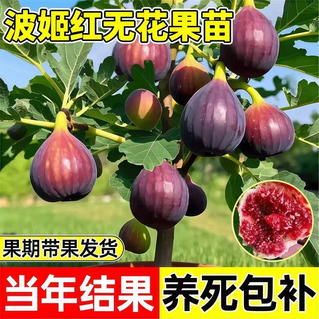 特大波姬红芭劳奈无花果树苗四季结果南北方种植盆栽地栽