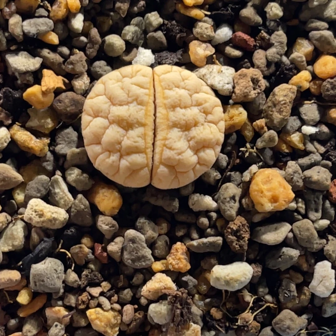 4312球体189尺寸1.7