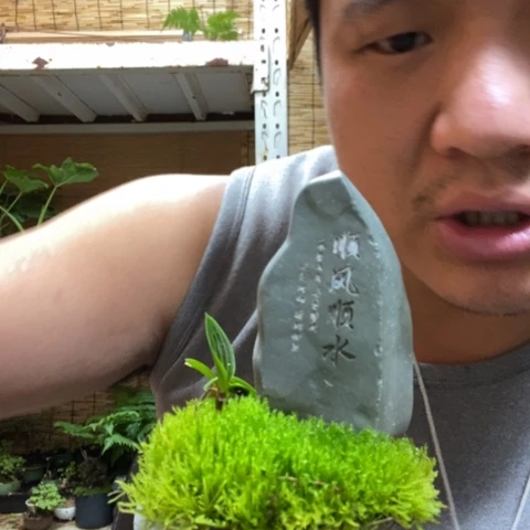 红陶一物一拍所见即所得262