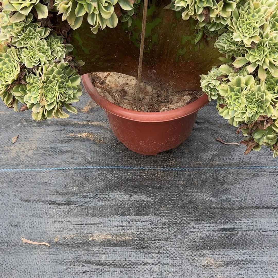野***:无花朵绿豆沙缀话脱土发货