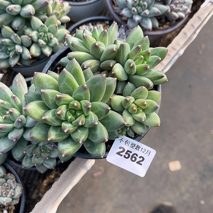 阿雅园艺。      2562