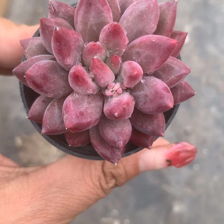 虞美人。 （满9.99包邮不满9.99发叶子）