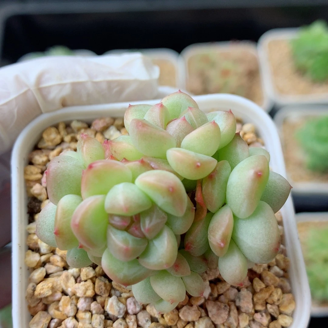 58包邮  群生不包整 5