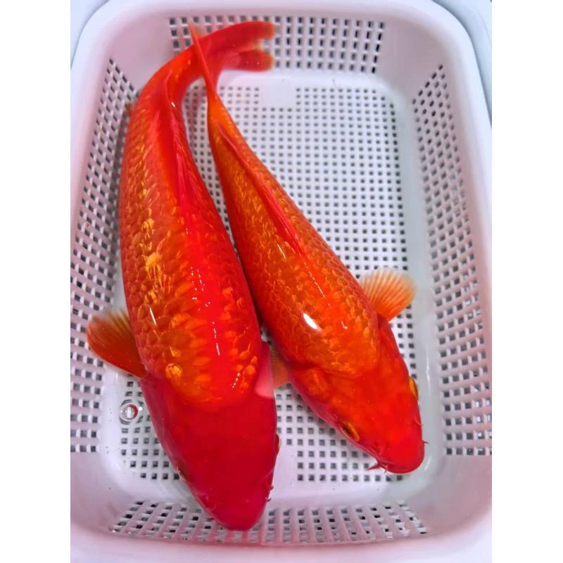 ④2条闪鳞火鲤17-20公分精品锦鲤鱼