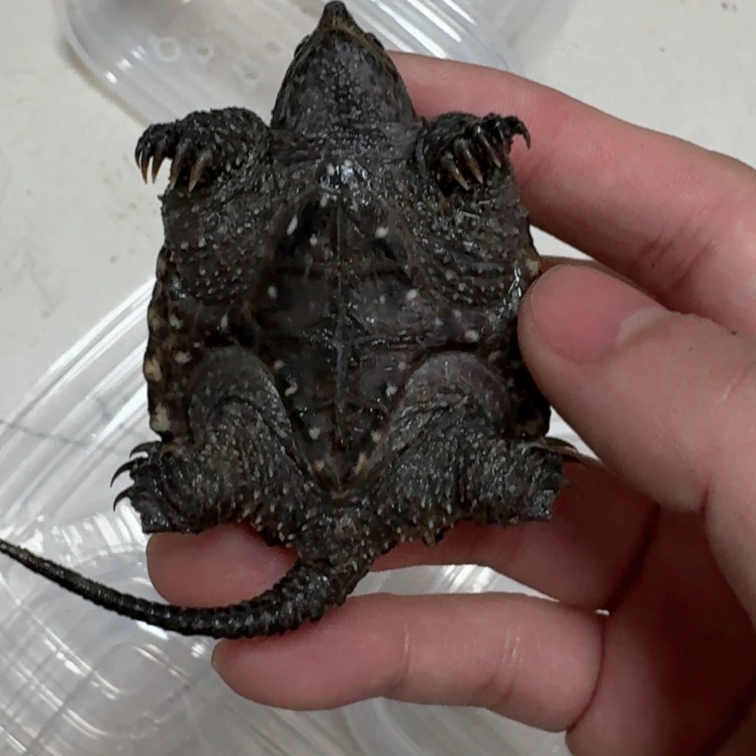 宠物龟不分公母14