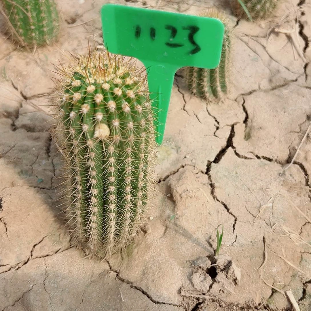 小**视毛花柱火焰魔术  1123