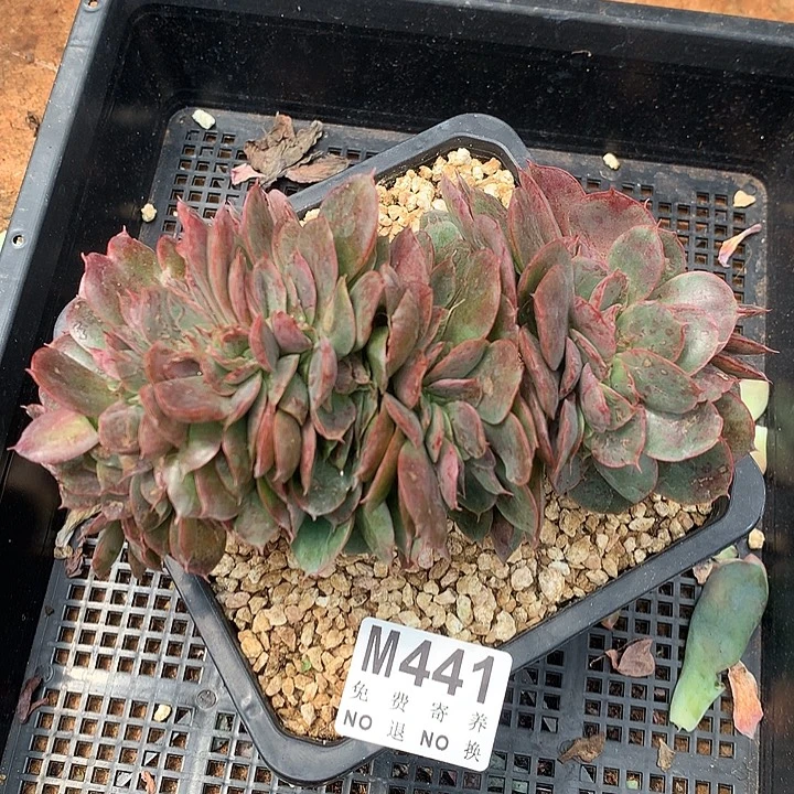 蒙娜丽莎缀化 多肉植物9.17号左右发