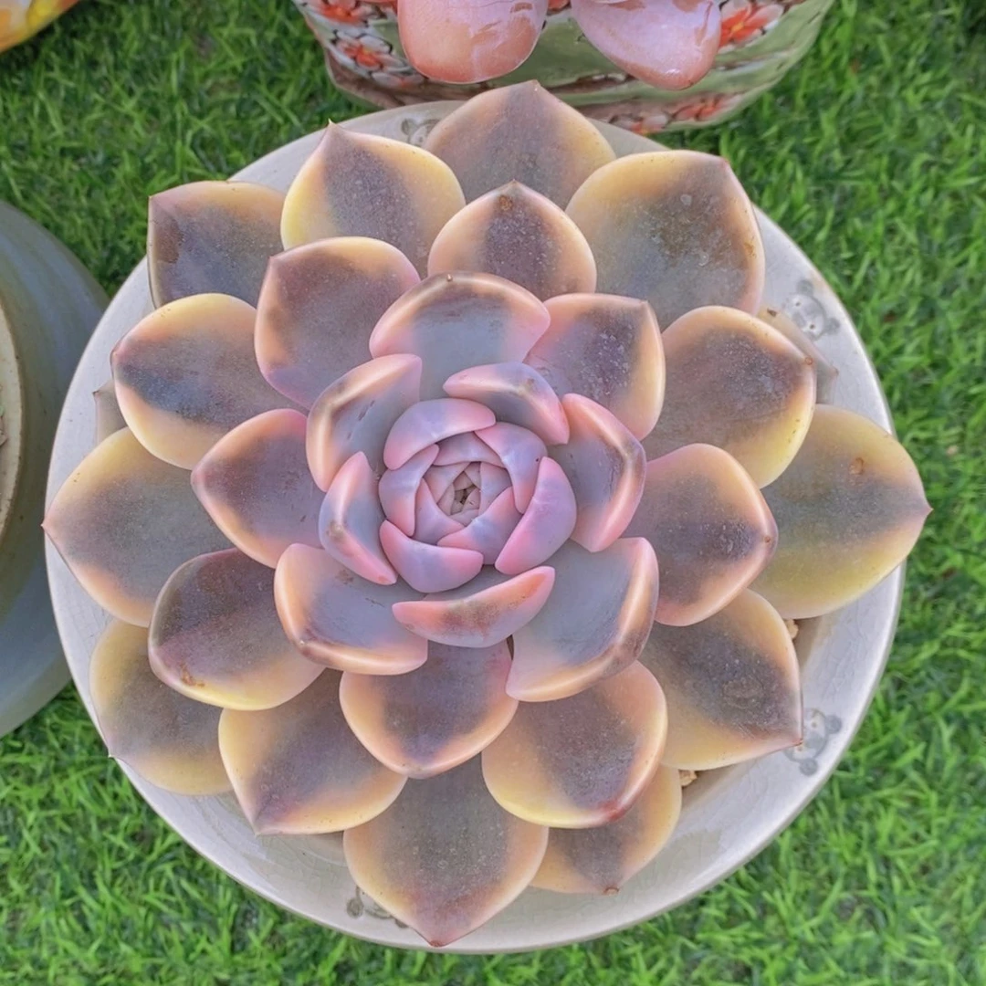****葱汉堡锦 一物一拍
