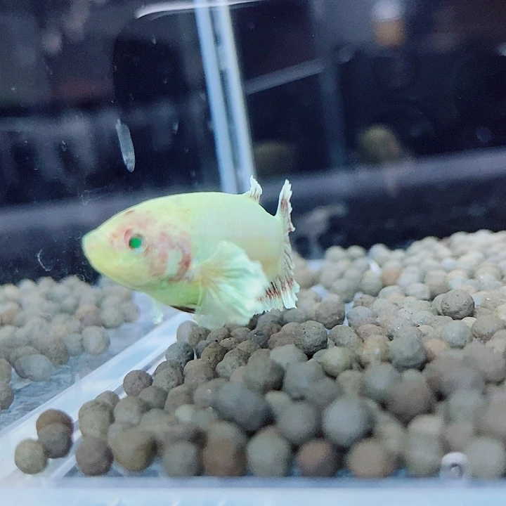 斗鱼蓝02号绣球母