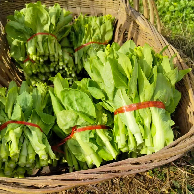 湖南湘西农家自种白菜苔