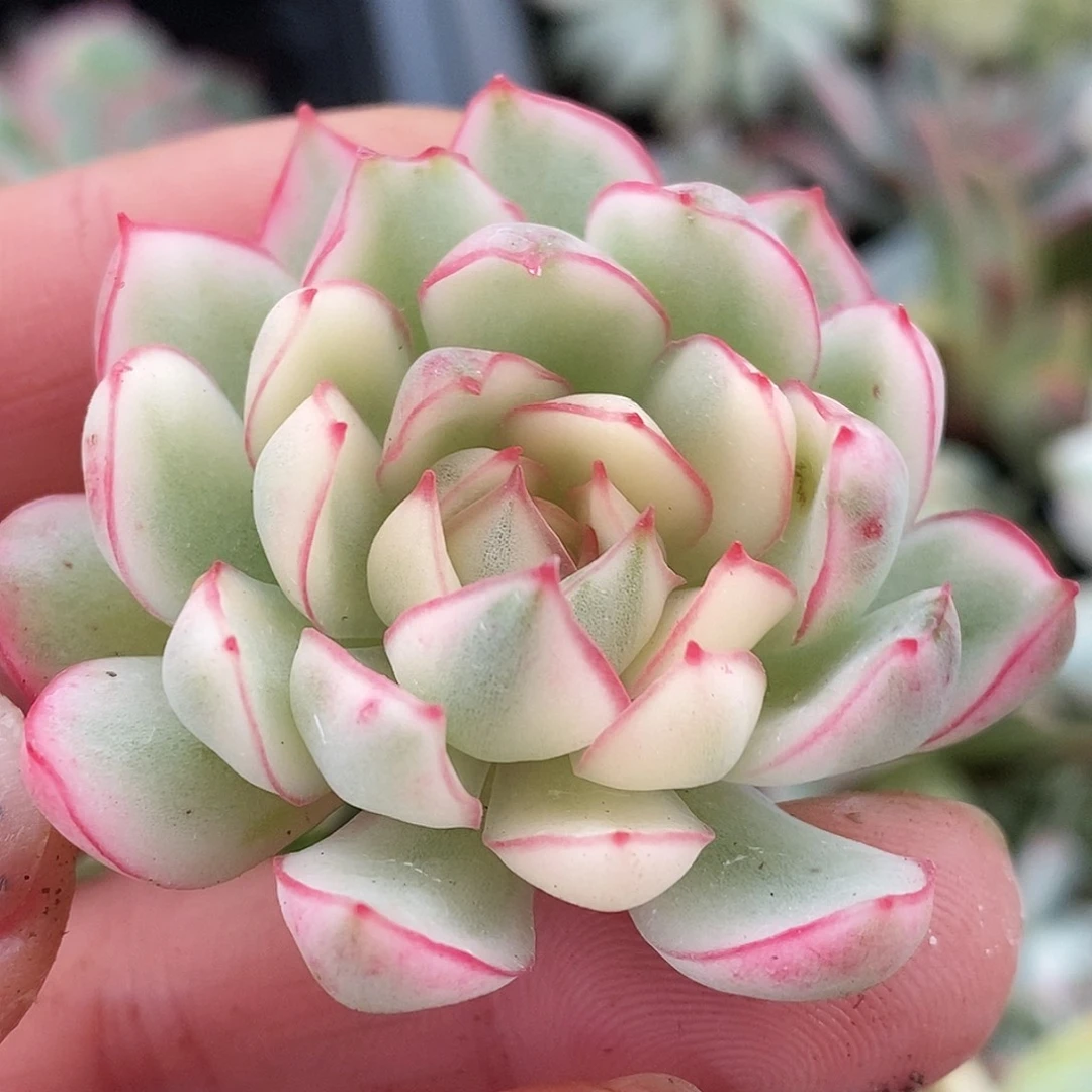 671梦幻玫瑰哈哈哈