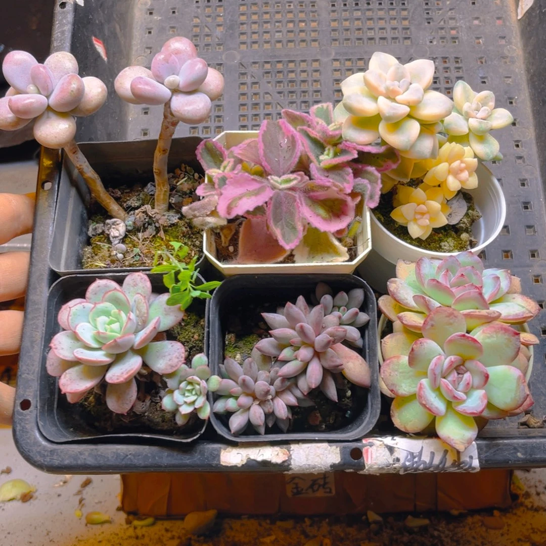 多肉组合一框23.94