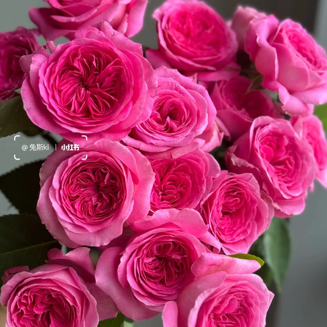 【稀有】10支诺亚玫瑰 云南基地直发