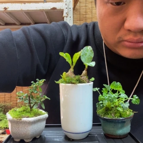 红陶一物一拍所见即所得12