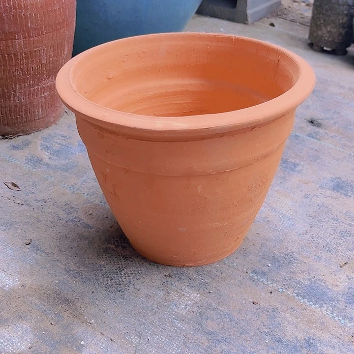 红陶001号18×22红瑕