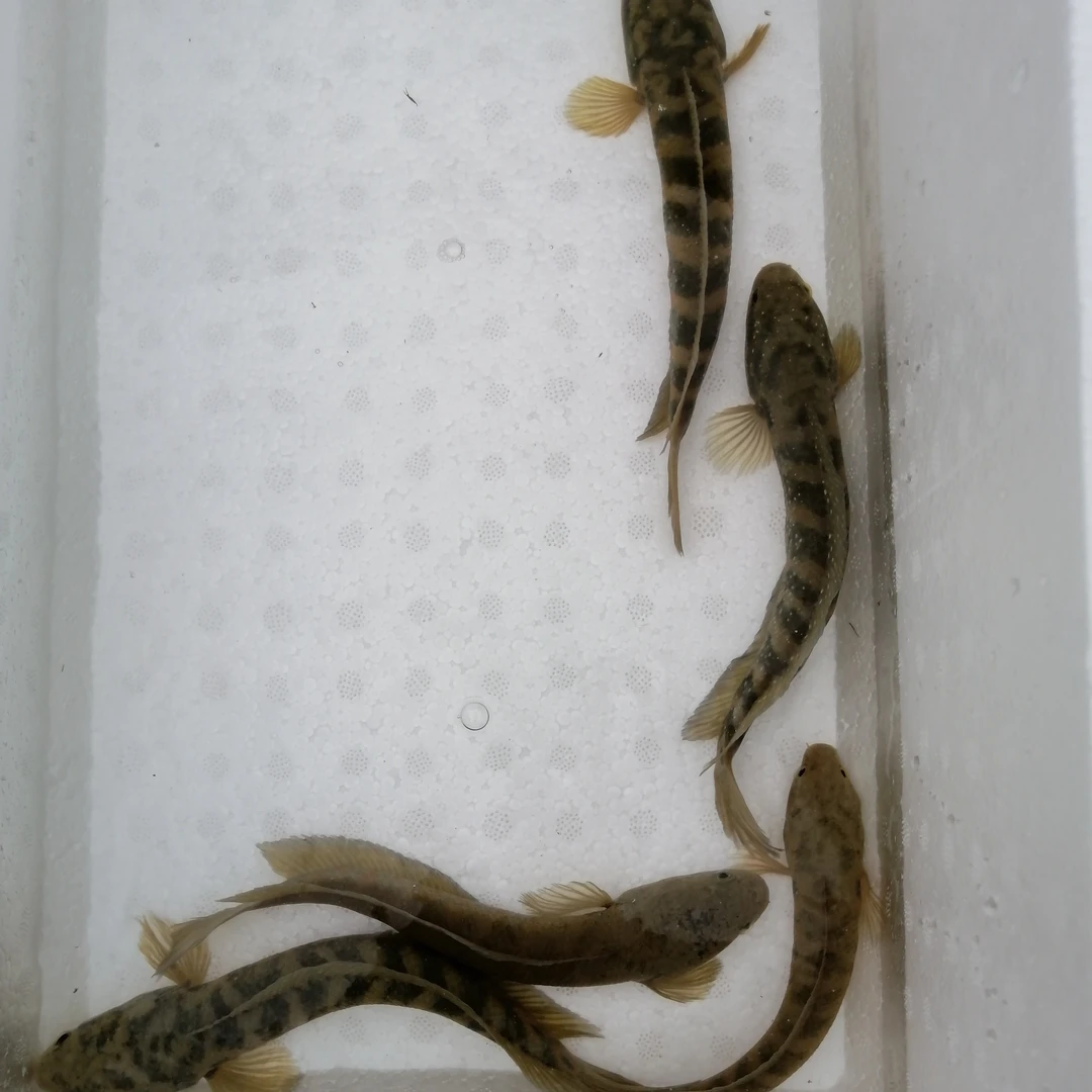 10~15厘米，彩色雷龙2条送2条防损