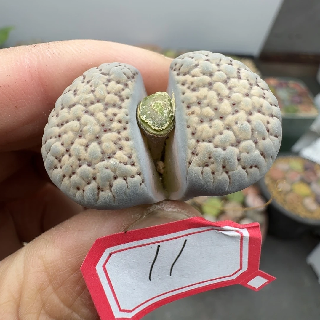 11单头3.5厘米朝贡哈哈哈哈哈