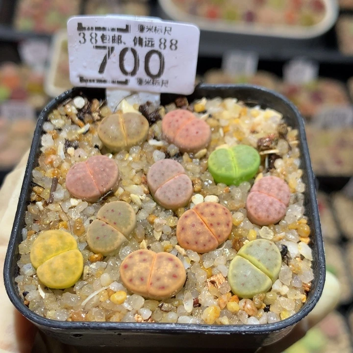 Sss生石花多肉700