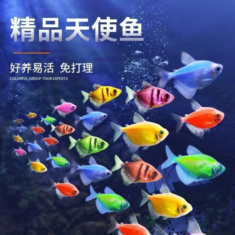 天使鱼彩色鱼群游小型观赏鱼彩色糖果色鱼小鱼热带耐活好养鱼天使