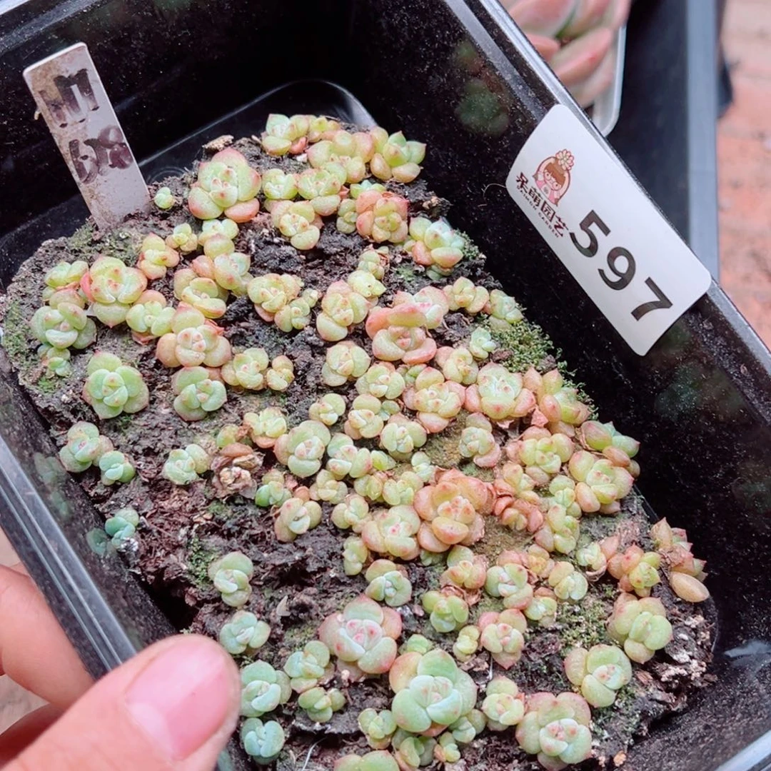 多肉植物多肉植物