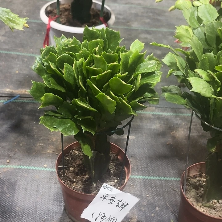 当前无花栽培后可以开花