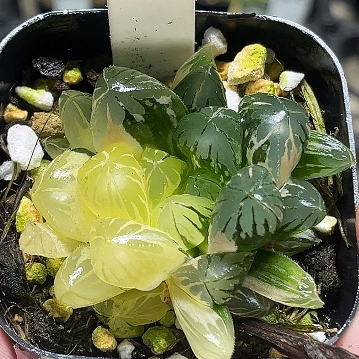 129大窗水晶灯玉露锦
