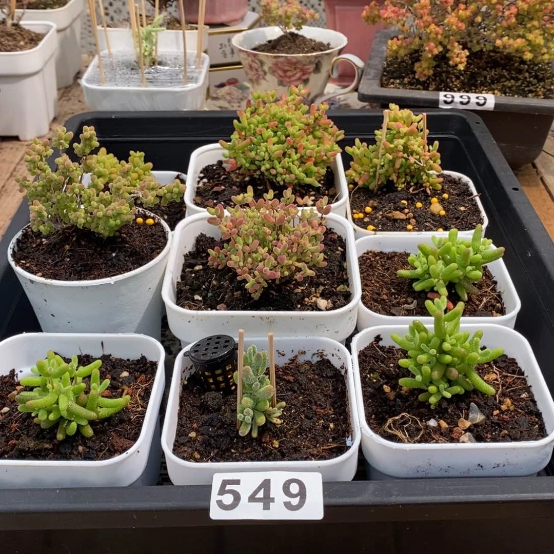 枝干番杏多肉植物549