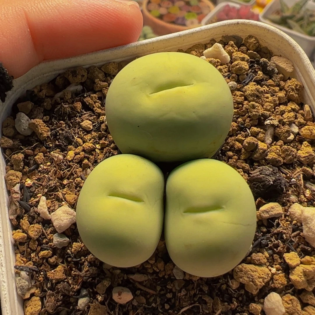522多肉植物种类和