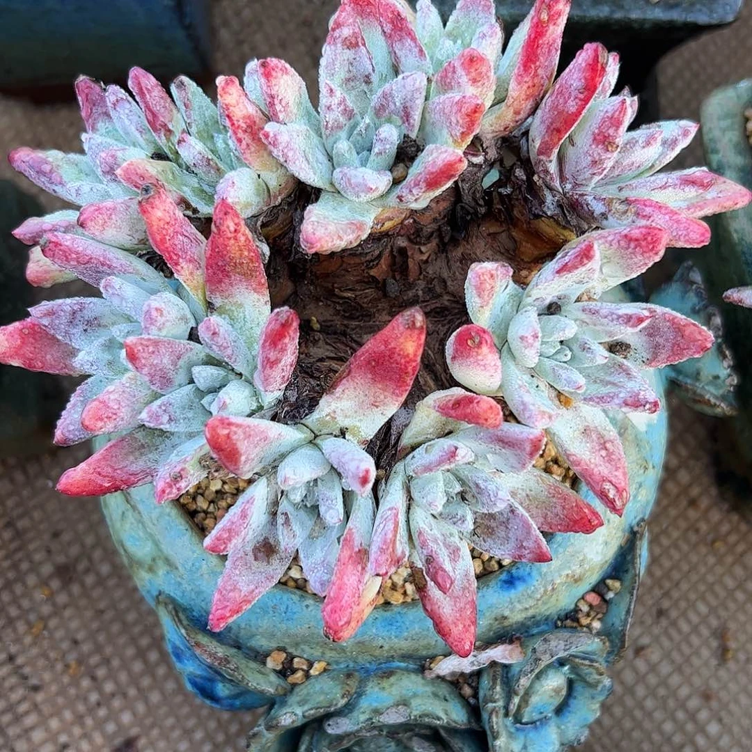 5465左卡尼仙女杯多肉