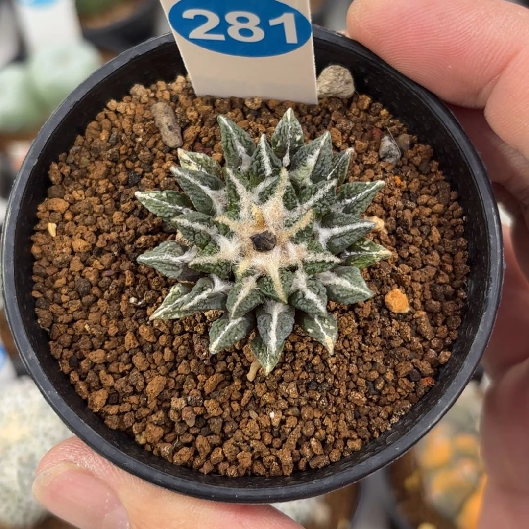 281实生黑牡丹带盆带土发货