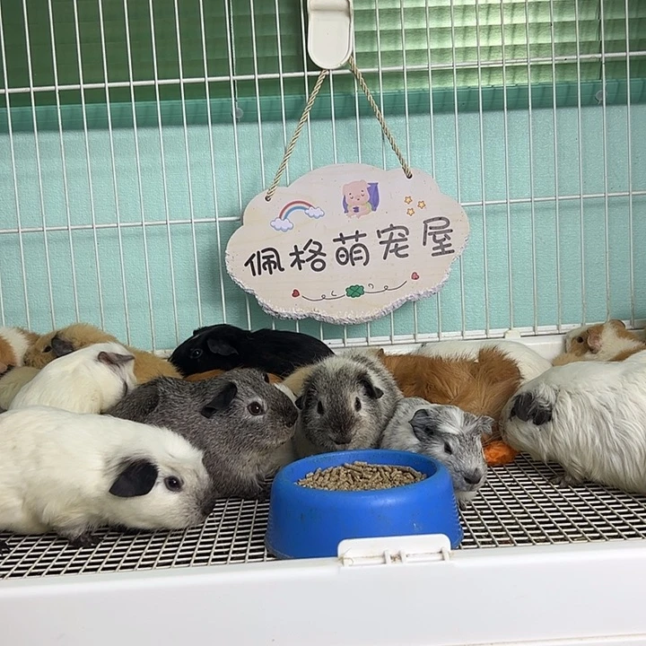 逆毛英短弟弟128可爱