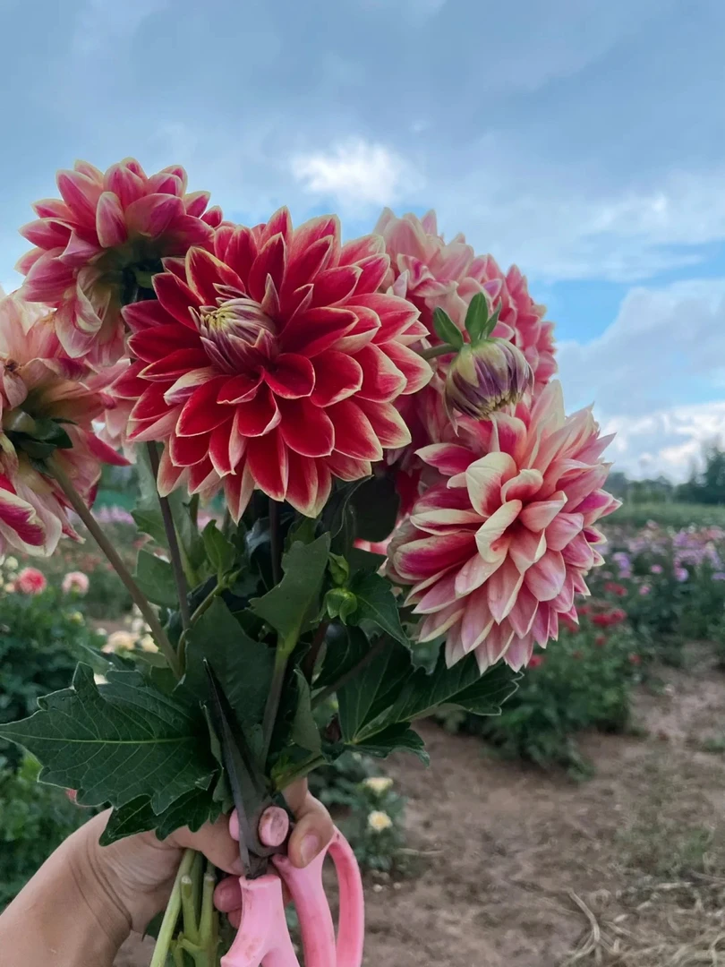 （休伯特）进口大丽花种球多年生