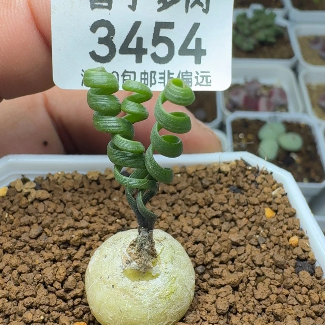 钢丝弹簧草   脱土