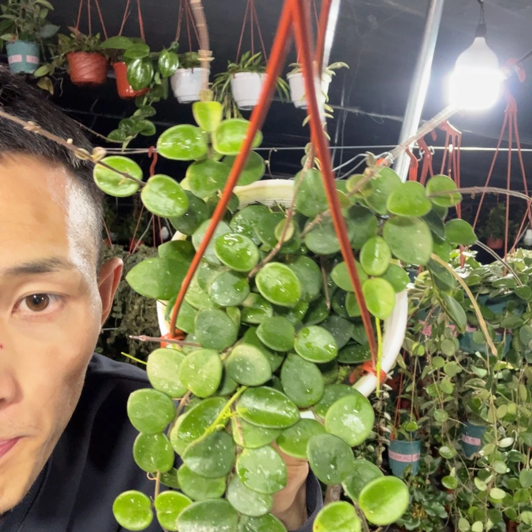 七***八无花朵杂葡球兰品种