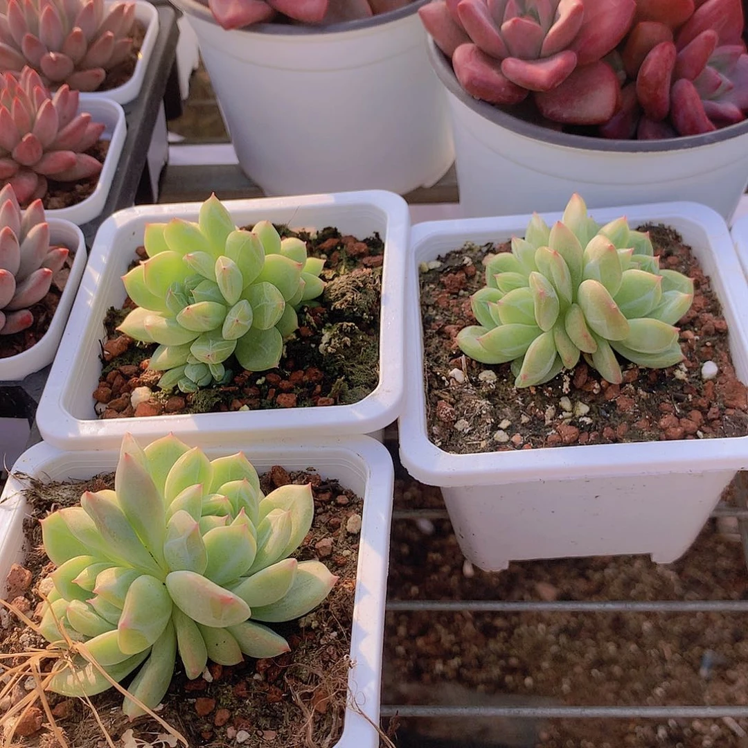 双头雪花珍妮3467788999999