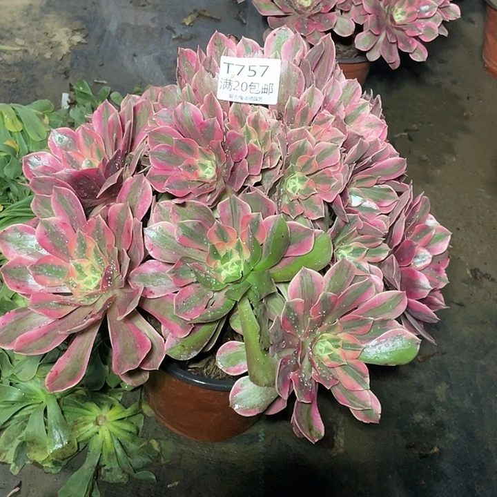 757粉女妖多肉法师多肉