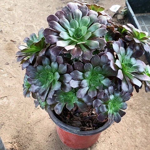 荷兰玫瑰玫瑰玫瑰