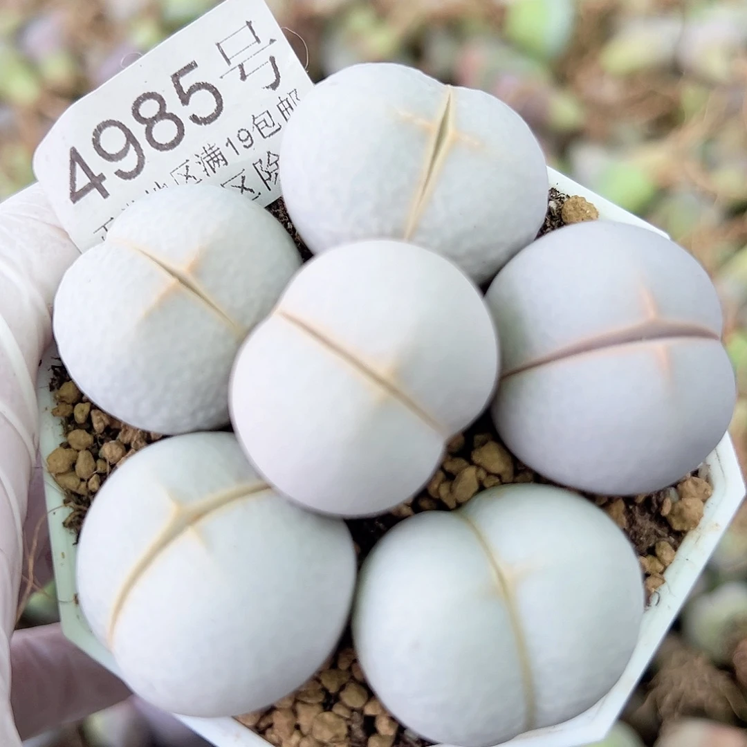 4985 好养易活生石花大母本