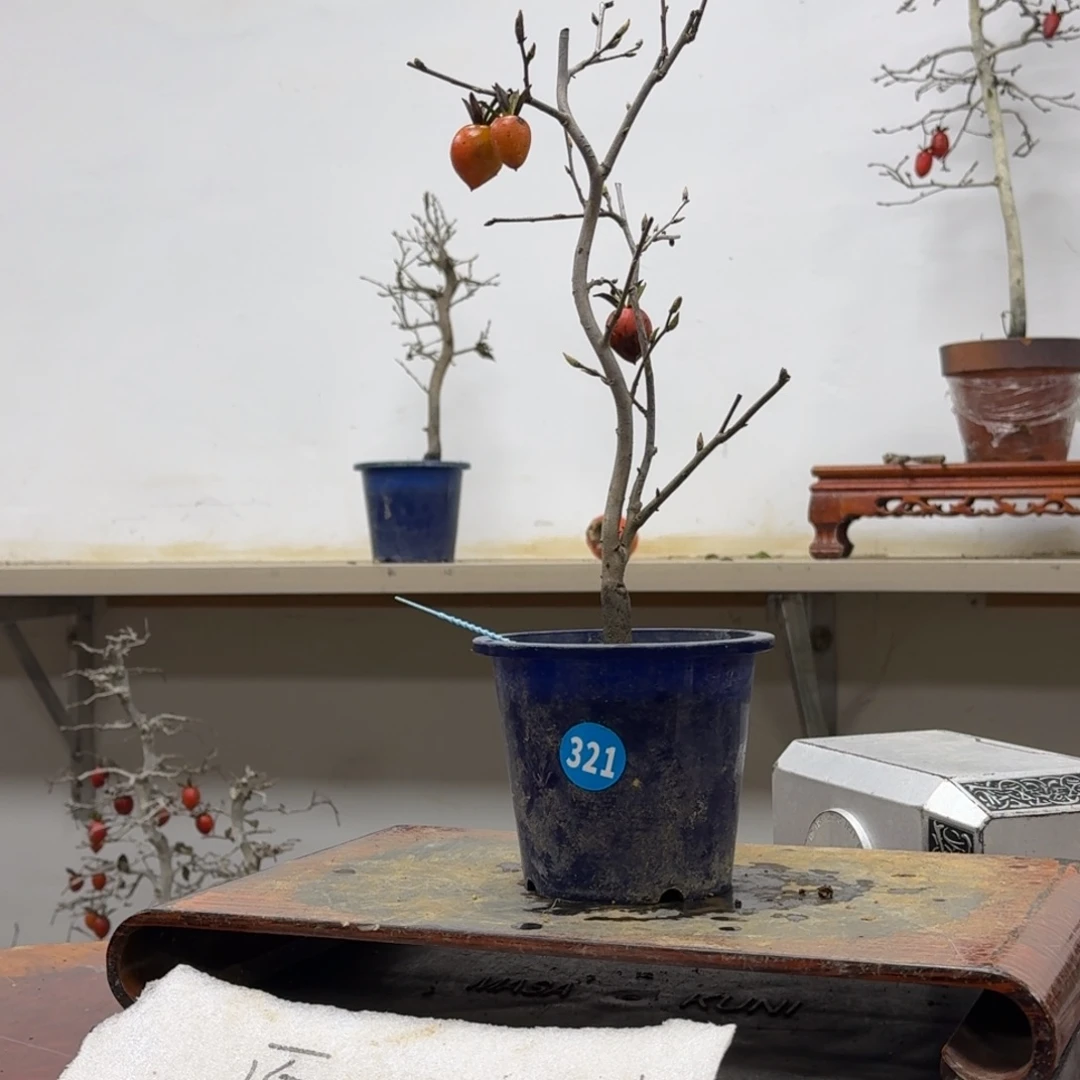 繁***栽无花朵321顺丰到付不包邮