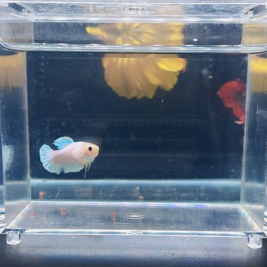 斗鱼活体观赏鱼好养耐活